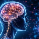 How Does the Human Brain Work