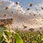 Locust: Facts, Life Cycle, Diet & Why They Swarm